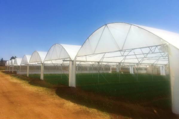 BA Greenhouse Tunnels 0825064115